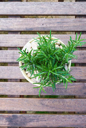 Rosemary growing planted.の写真素材