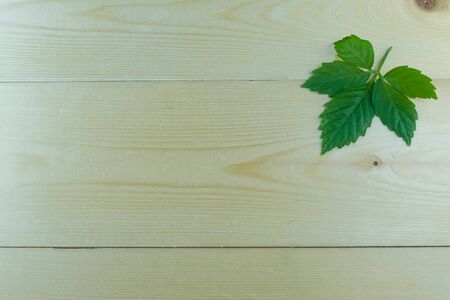Leaves on wood for text and background.の写真素材