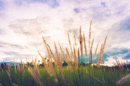 Pennisetum flower in late afternoon sunlight.の写真素材