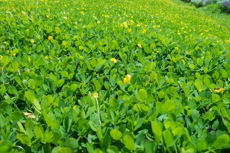Pinto peanut on ground.の写真素材