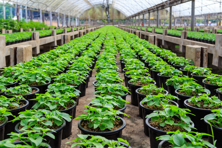 Rows of Potted Seedlings and Young Plants in Greenhouseの写真素材