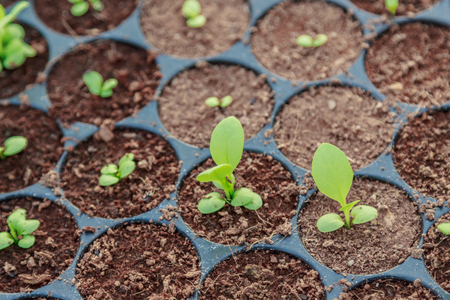 Young plants growing out of soilの写真素材