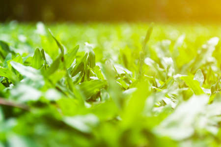 green summer grass and sunlight, blurredの写真素材