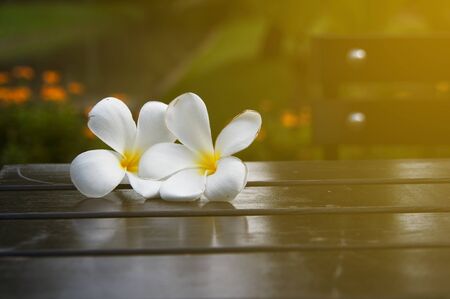 plumeria on table in garden with sunlight, blurredの写真素材