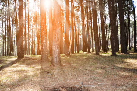 pine forest in evening lightのeditorial素材