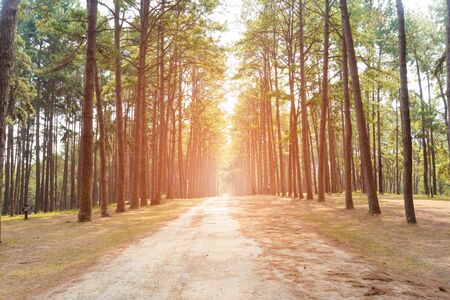 pine tree with sunlight. soft focusの写真素材
