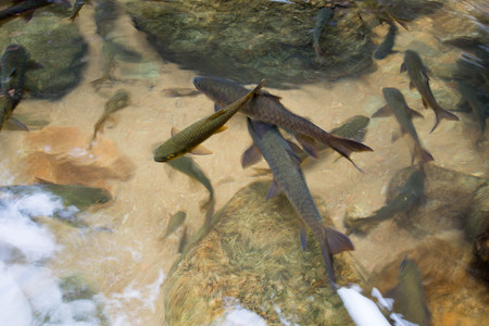 Mahseer Barb fish at Phlio Waterfall national park in Chanthaburi, Thailand. Subject is blurred and...