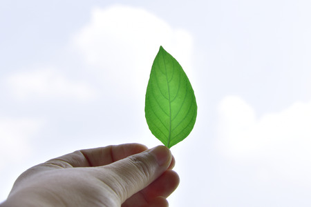 hand holding green leaf of plant show on the sky at sunny day. soft focusの写真素材