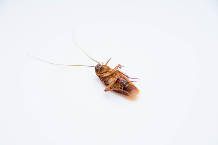 isolate cockroach on white background. selective focusの写真素材