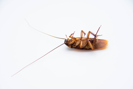 isolate cockroach on white background. selective focus