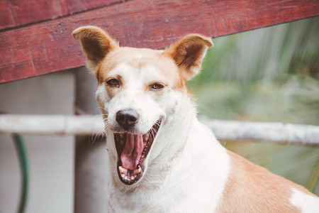 cute dog feeling sleepy with vintage tone. subject is blurredの写真素材