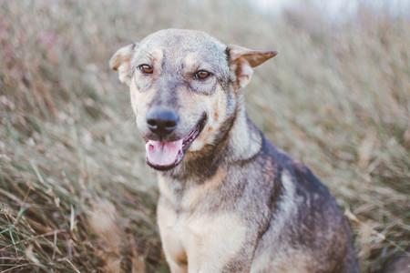 cute dog smile at camera on grass field. soft subject is blurred.の写真素材