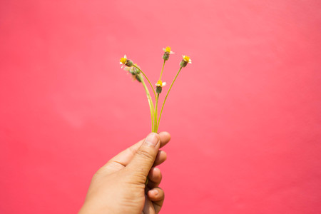 hand holding flower with beautiful color background. soft focus.の写真素材