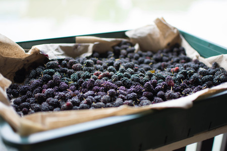 mulberry fruit at sunny day. subject is blurred.の写真素材