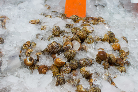 Spotted Babylon Snail freeze in market for sale. subject is blurred.の写真素材