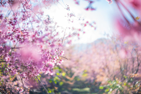 Beautiful cherry blossom with blue sky a sunny day, Chiang Mai, Thailand, soft focusの写真素材
