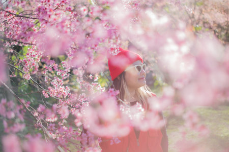 Beautiful cherry blossom with blue sky a sunny day, Chiang Mai, Thailand, soft focusの写真素材