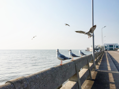 A Seagull Looking Straight to the Camera