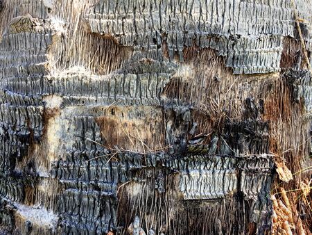 Palm Bark Peeled Off Texture
