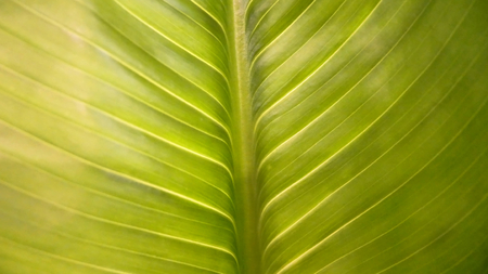 Green Leaf Texture