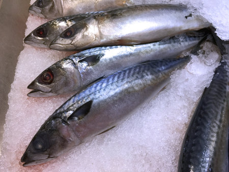 Frozen Saba Mackerel in a Pile of Iceの写真素材