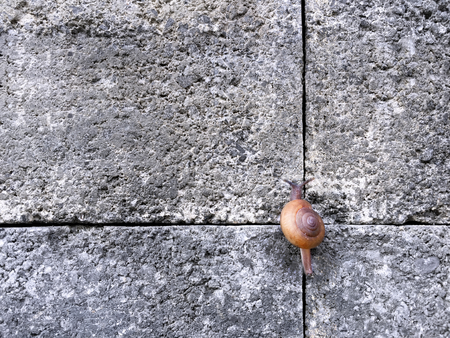Snail Climbing Up on Stone Tiled Wallの写真素材