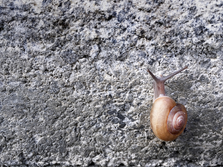 Snail Climbing Up on Stone Tiled Wallの写真素材