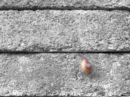 Snail Climbing Up on Stone Tiled Wallの写真素材
