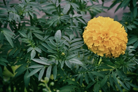 Marigold Flower in the Fieldの写真素材