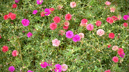 Colorful Rose Moss Flowers Backgroundの写真素材