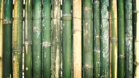 Fresh Green Bamboo Wall Background