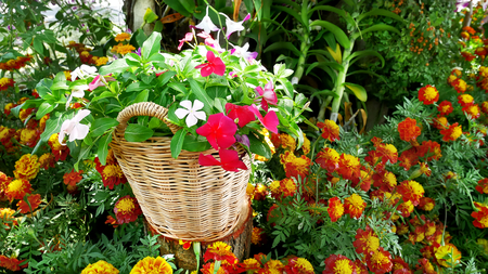 Flowers in the Basket in the Gardenの写真素材
