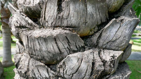 Closeup Cut Palm Tree Trunk Textureの写真素材