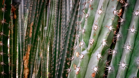Spiky Thorn on Desert Plant Bush