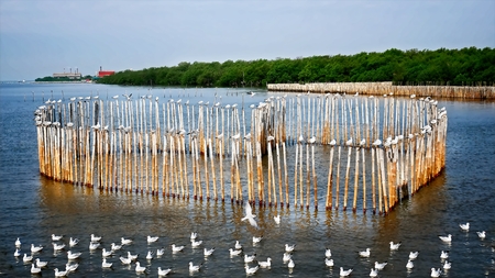 Seagulls Standing on Heart Shape Bamboo Sticksの写真素材