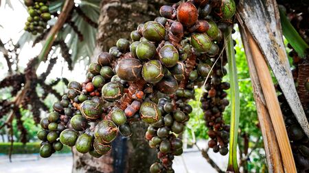 Bunch of Ripe and Unripe Palm Seeds on the Tree