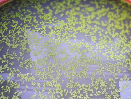 Tiny Green Duckweed Floating in the Pondの写真素材