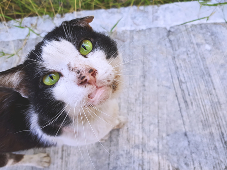 An Old Stray Cat Looking At Cameraの写真素材