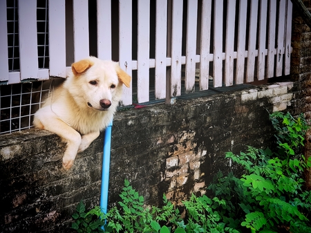 A Dog Curiously Looks Outside the Fenceの写真素材