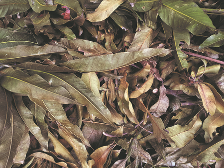 Full Frame Background of Dry Brown Leavesの写真素材