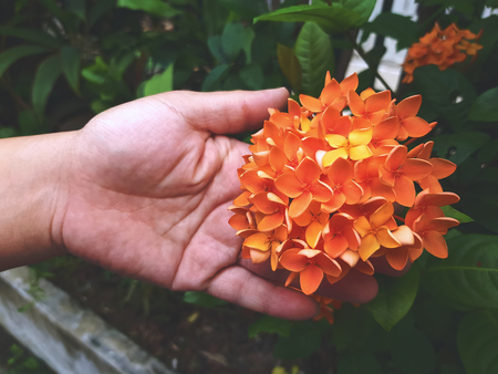 A Hand Holding Fresh Orange Ixora Flowerの写真素材