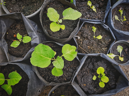 Green Small Nursery Plants in Black Plastic Bagsの写真素材