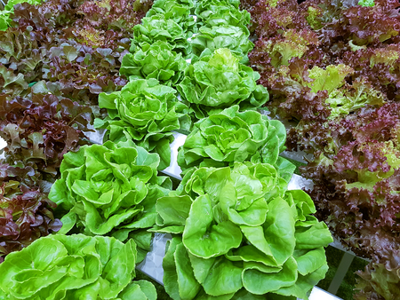 Small Organic Vegetables for Healthy Salad Meal