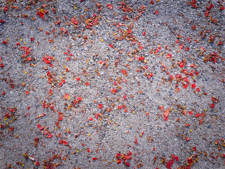 Full Frame Background of Dry Red Flower Petals on the Floorの写真素材