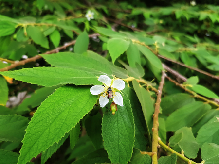 Bee Collecting Pollen from Small White Flowerの写真素材
