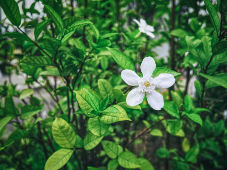 White Flower with Water Droplet Against Green Leaves Backgroundの写真素材
