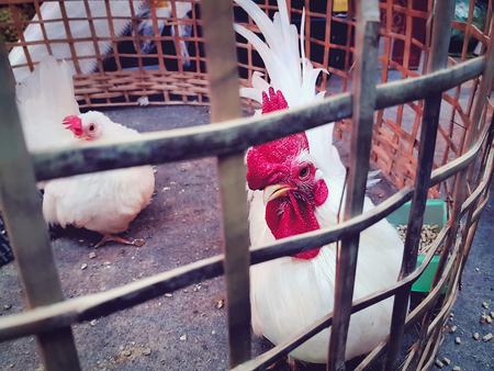 Cute Little White Chickens in the Cageの写真素材