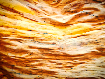 Full Frame Abstract Background of Dry Banana Leaf Texture