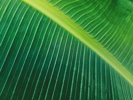 Full Frame Background of Fresh Green Banana Leafの写真素材