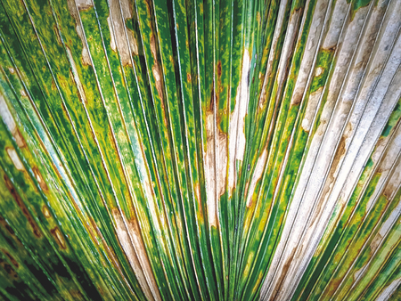 Full Frame Background of Partially Dried Palm Leaf Texture